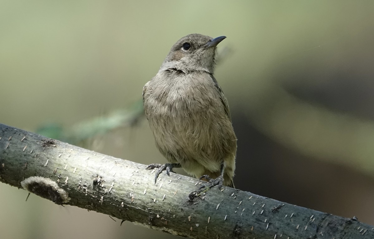 Brown-tailed Chat - ML624089240