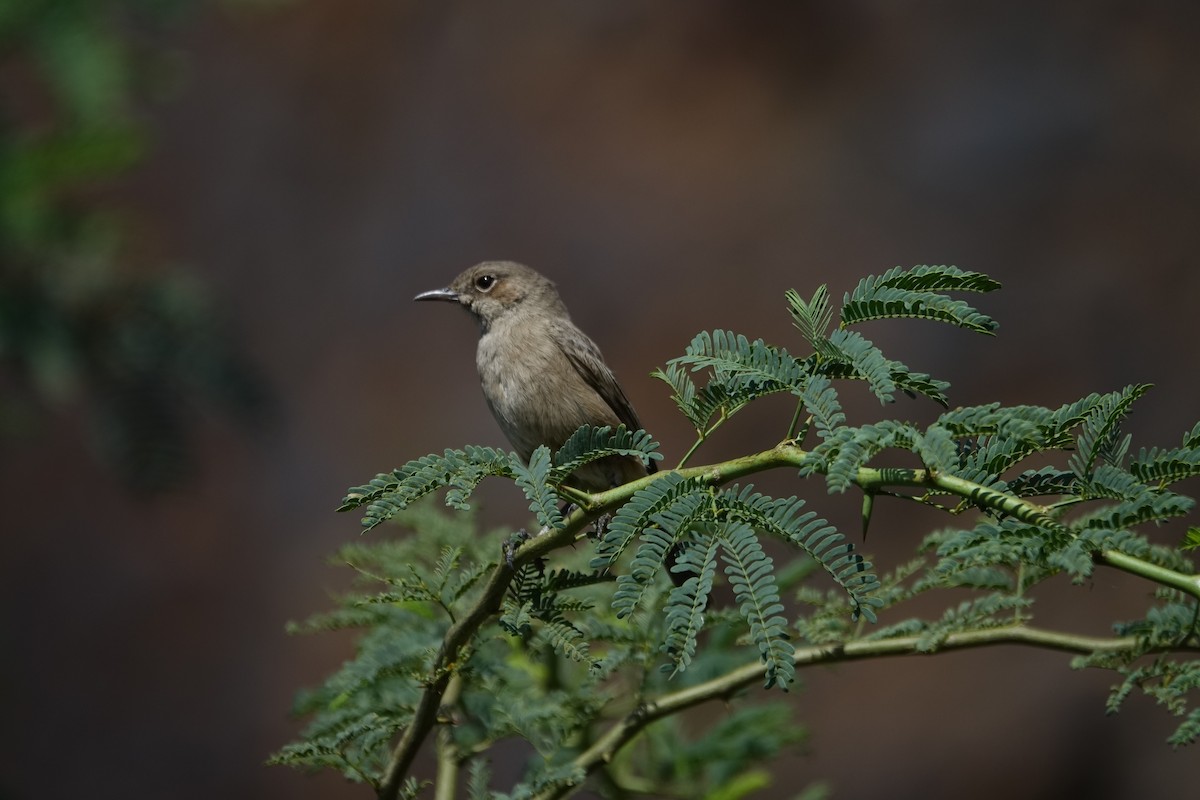 Brown-tailed Chat - ML624089241