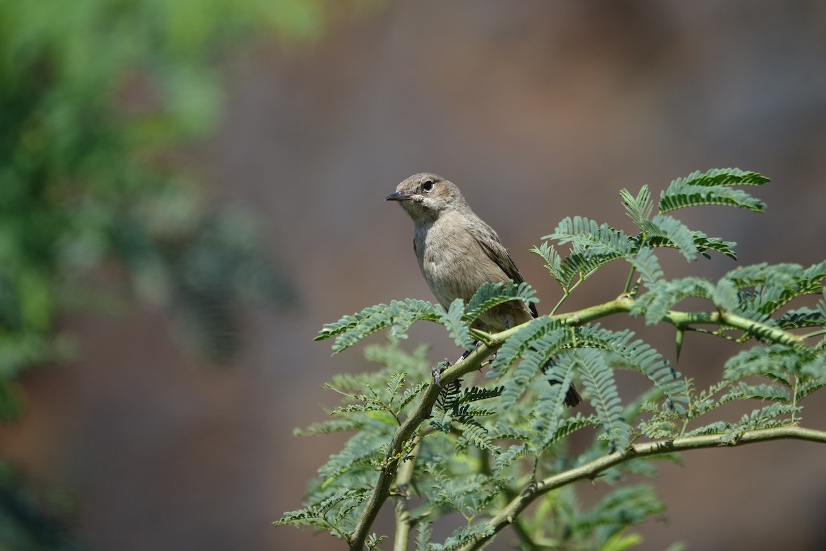 Brown-tailed Chat - ML624089242