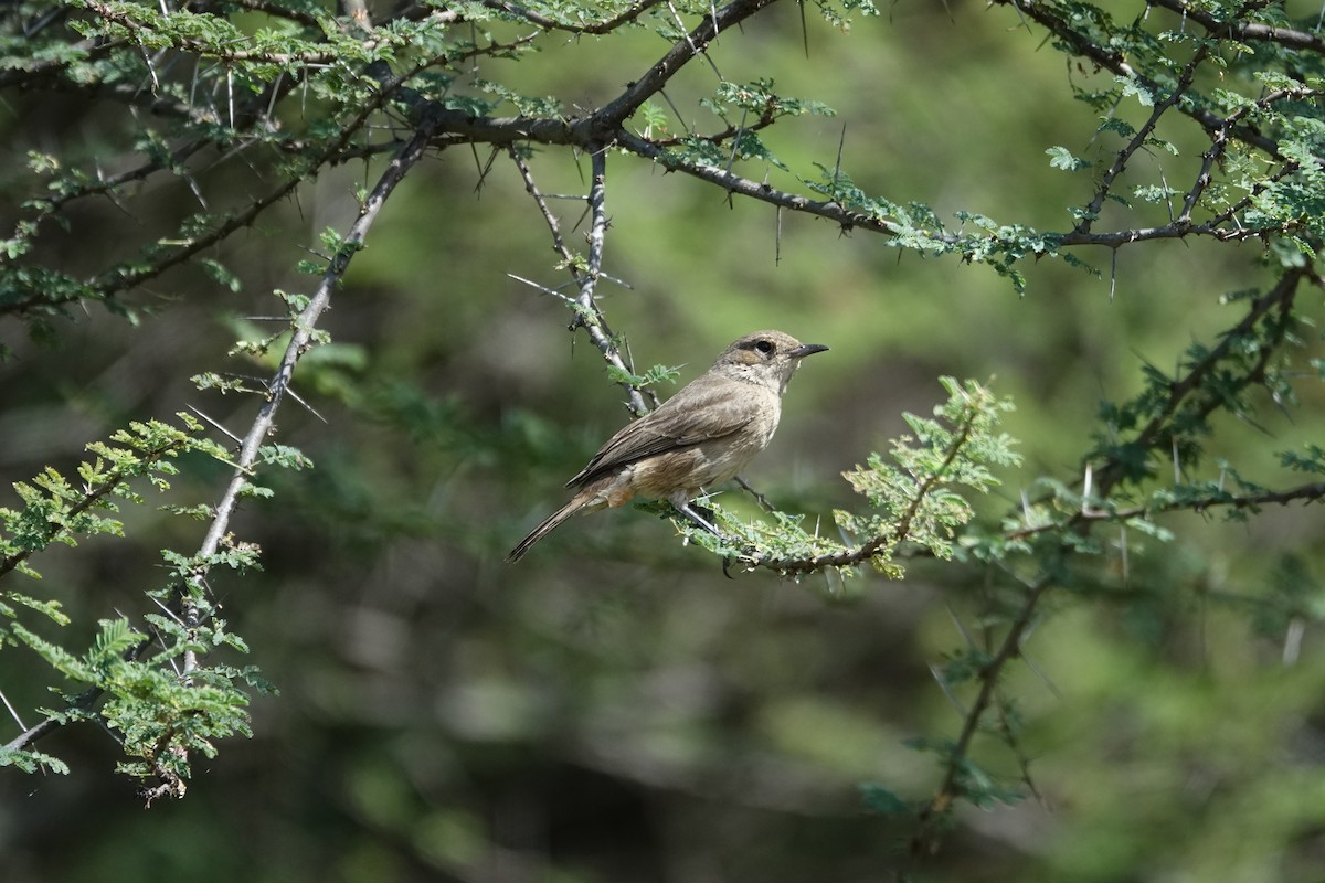 Brown-tailed Chat - ML624089243