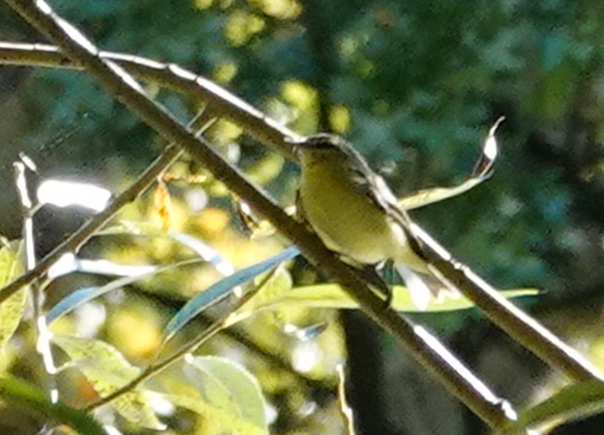Philadelphia Vireo - ML624089273