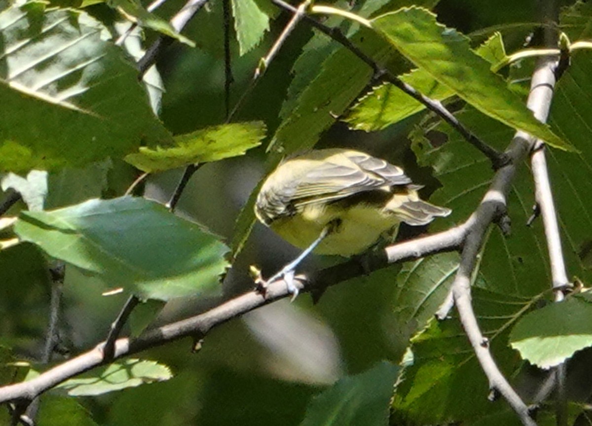 Philadelphia Vireo - ML624089275