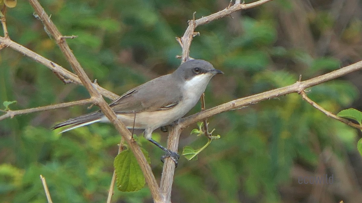 Lesser Whitethroat - ML624089278