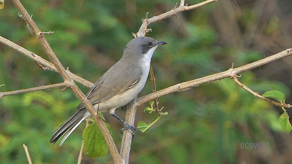 Lesser Whitethroat - ML624089279