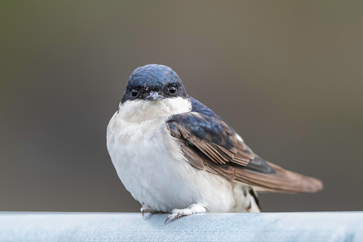 Western House-Martin - ML624089316