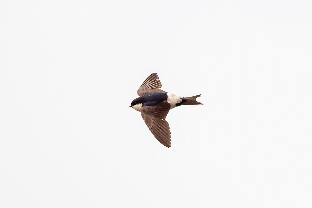 Western House-Martin - ML624089319