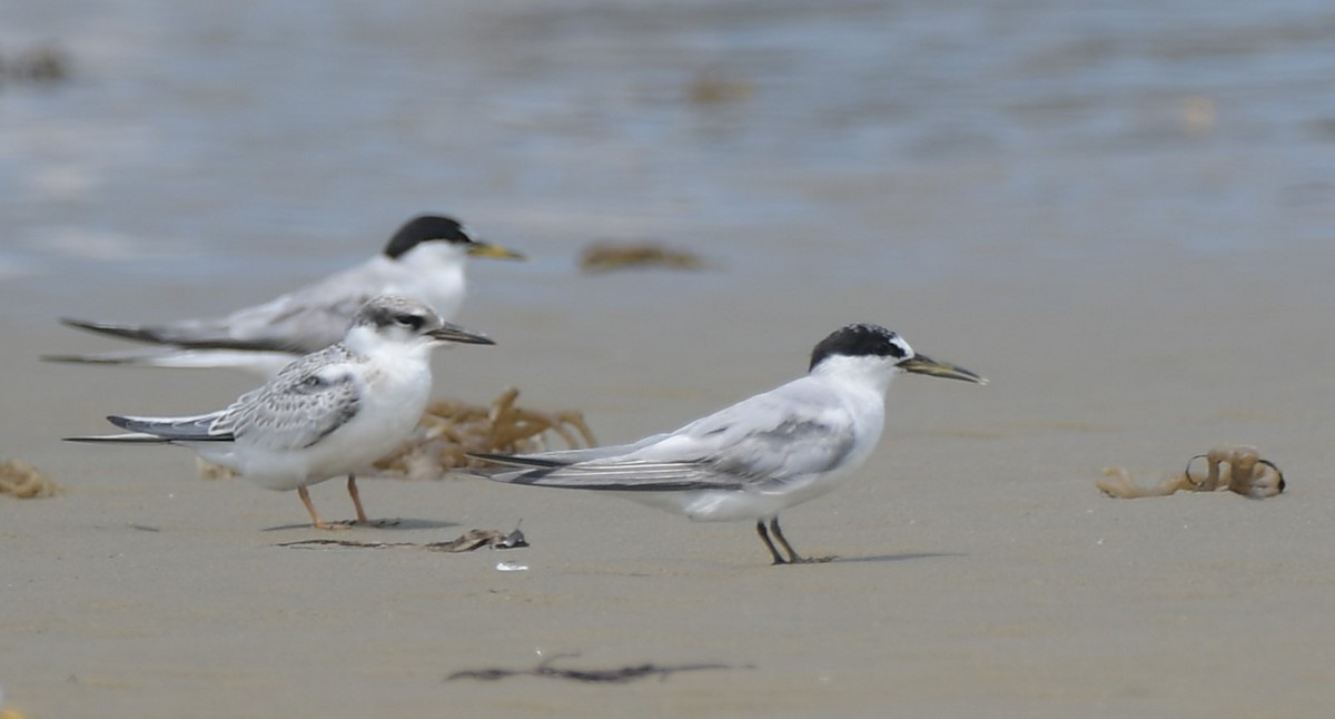 Least Tern - ML624089320