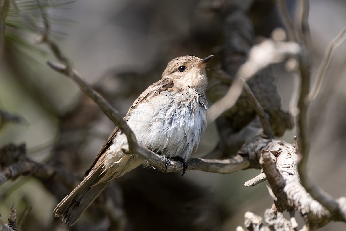 Spotted Flycatcher (Mediterranean) - ML624089321