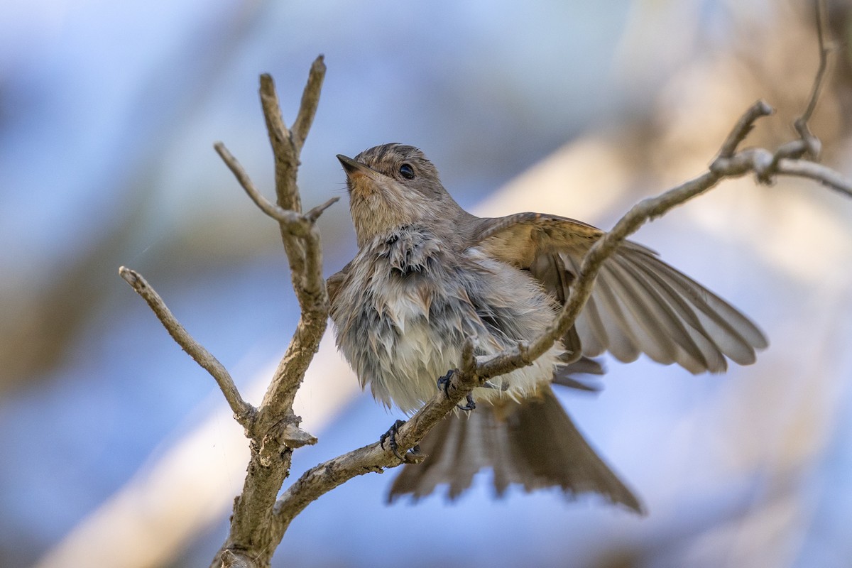 Spotted Flycatcher (Mediterranean) - ML624089322