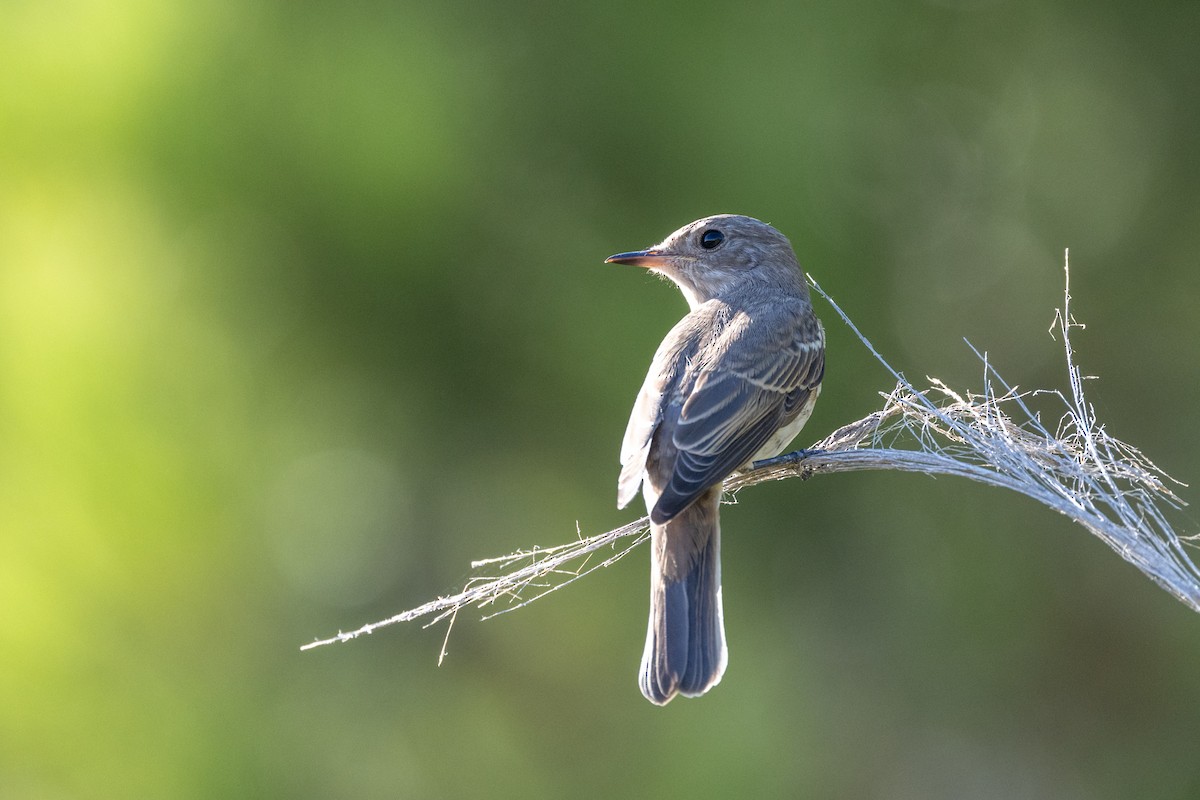 Spotted Flycatcher (Mediterranean) - ML624089323