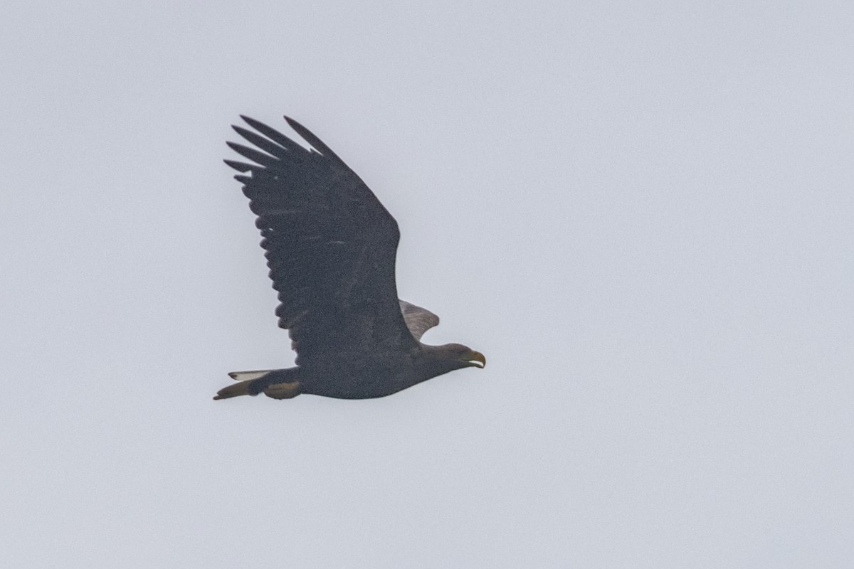 White-tailed Eagle - Philip Steinhoff