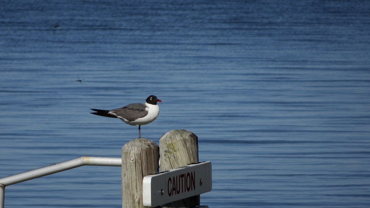 Mouette atricille - ML624089337