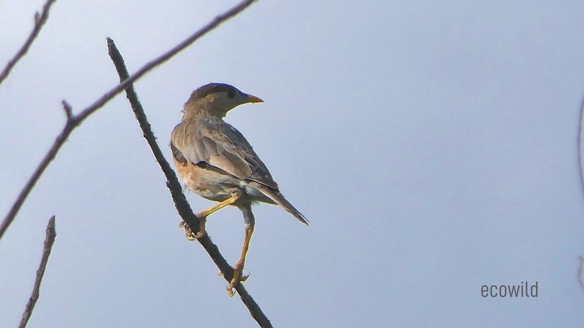 Brahminy Starling - ML624089388