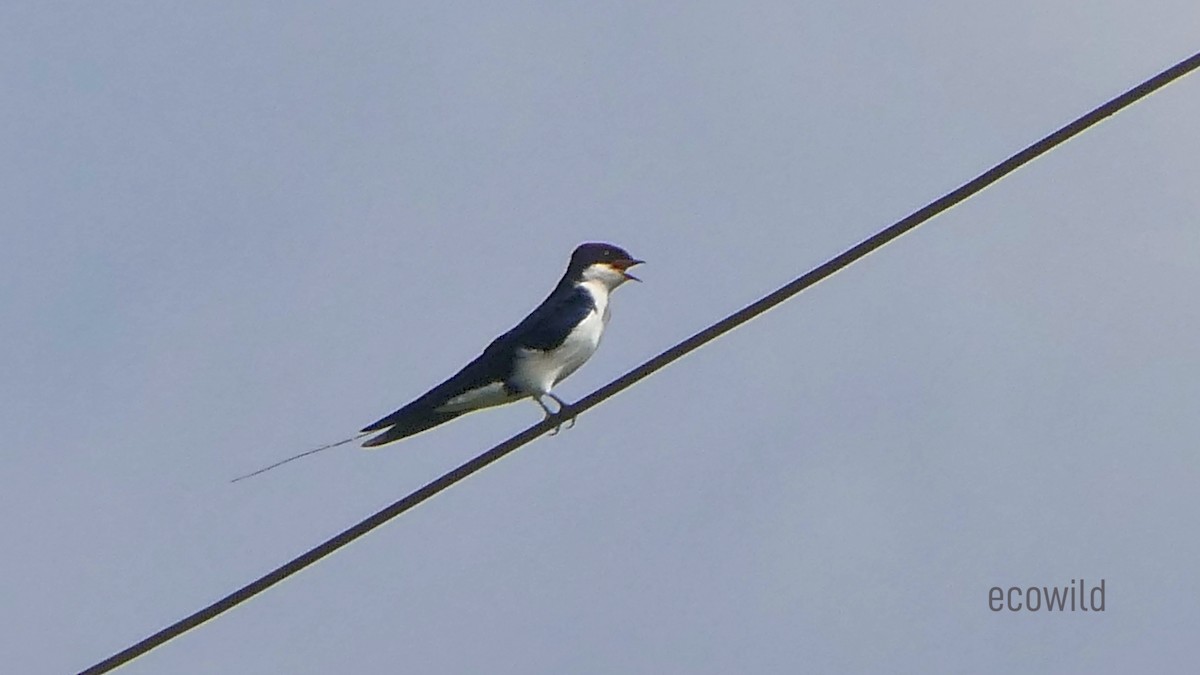 Wire-tailed Swallow - ML624089393