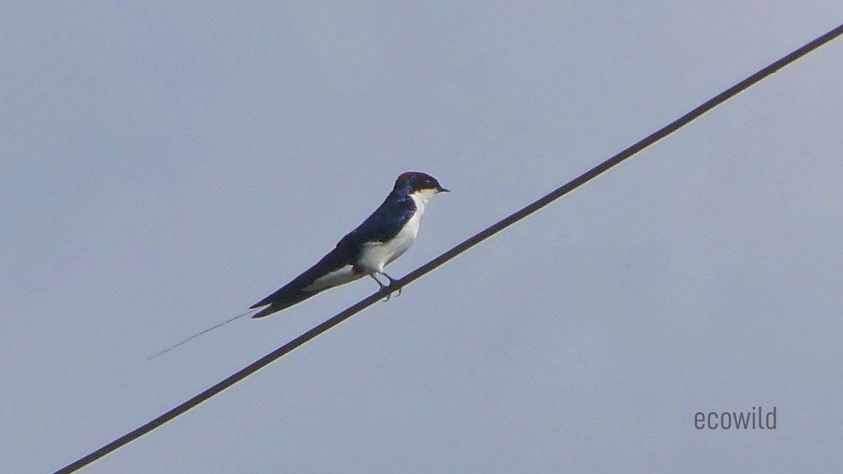 Wire-tailed Swallow - ML624089394