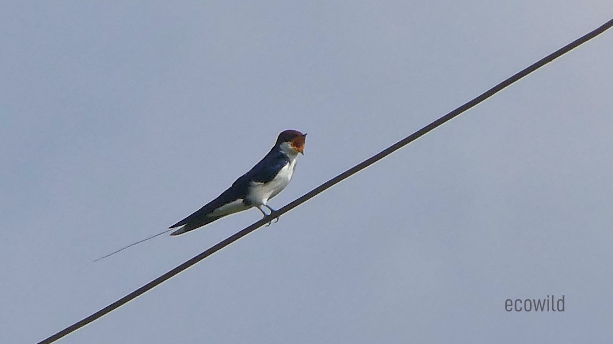 Wire-tailed Swallow - ML624089395