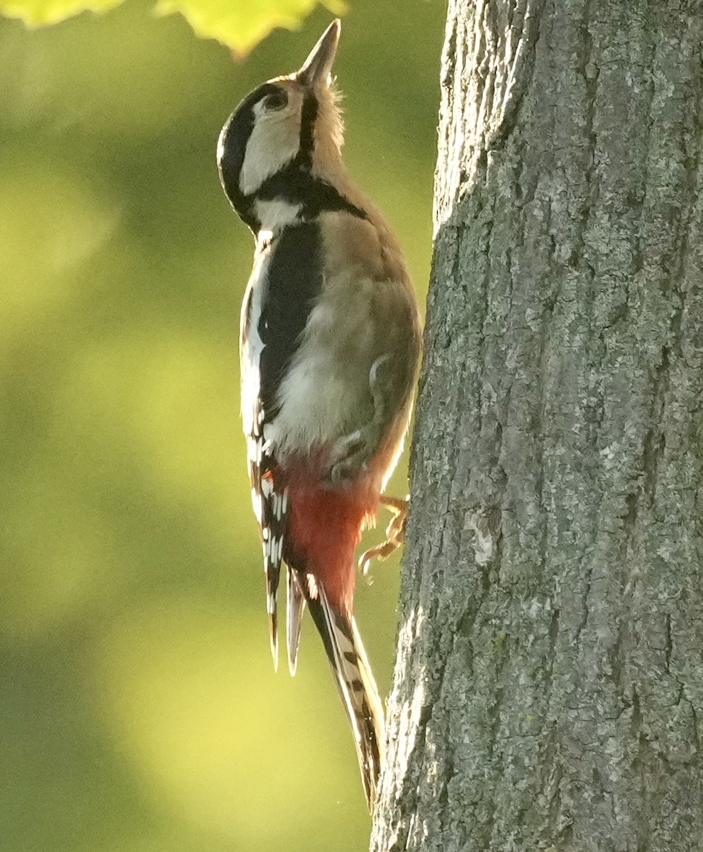 Great Spotted Woodpecker - ML624089401