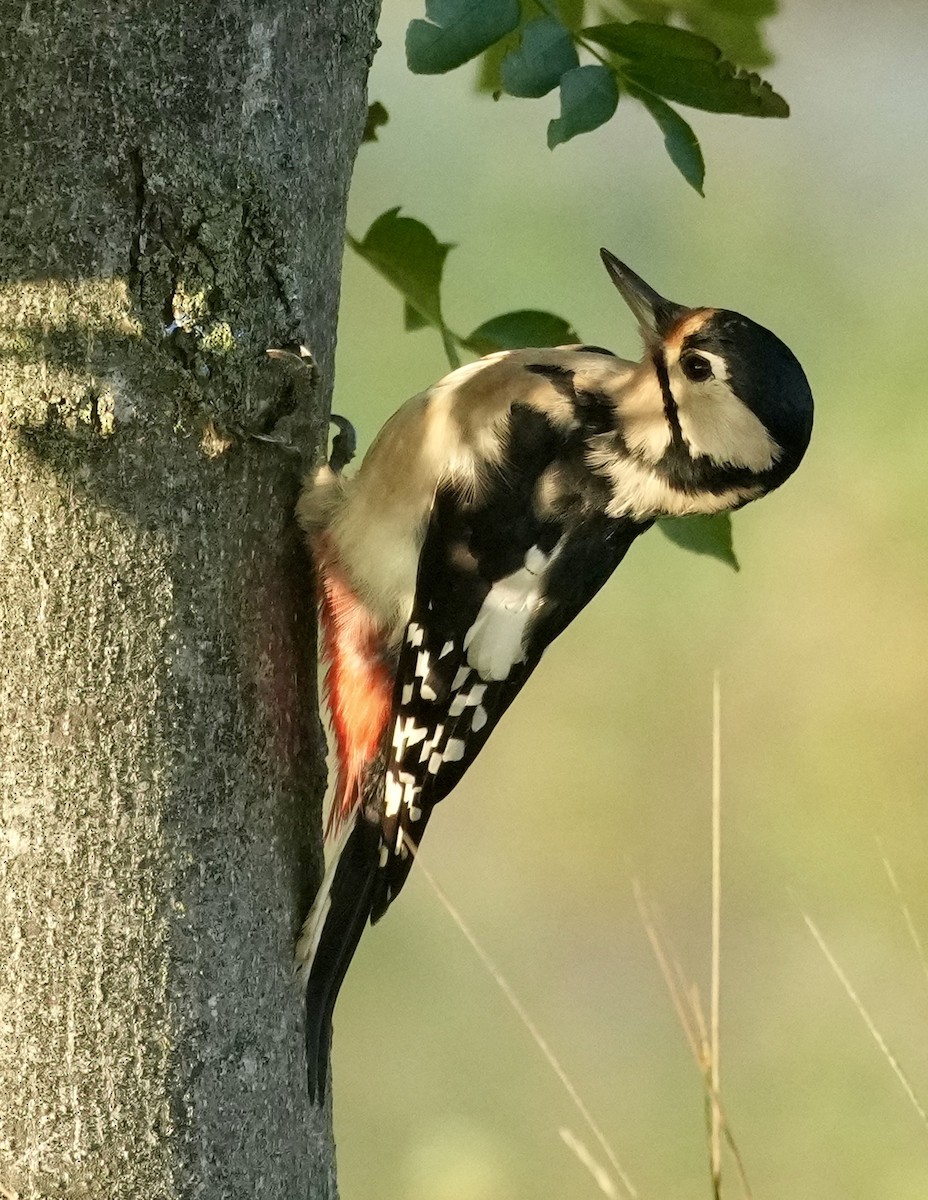 Great Spotted Woodpecker - ML624089402