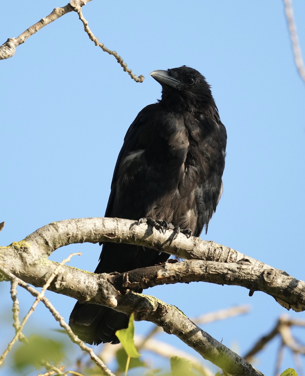 Carrion Crow - ML624089409