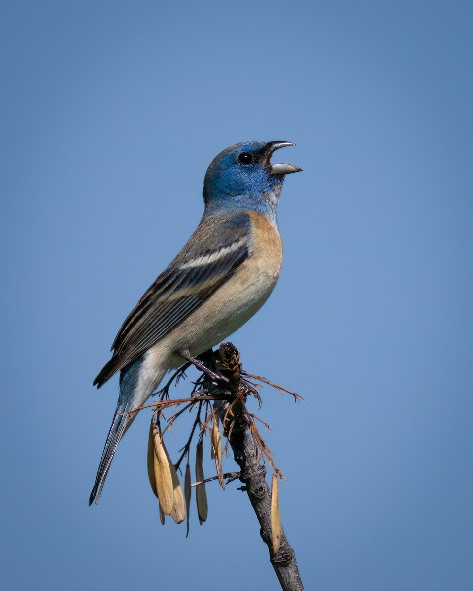 Lazuli Bunting - Graham Gerdeman