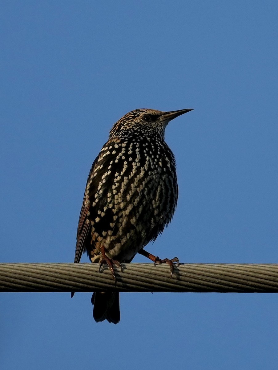 European Starling - ML624089436