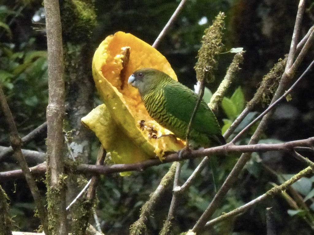 Brehm's Tiger-Parrot - ML624089451