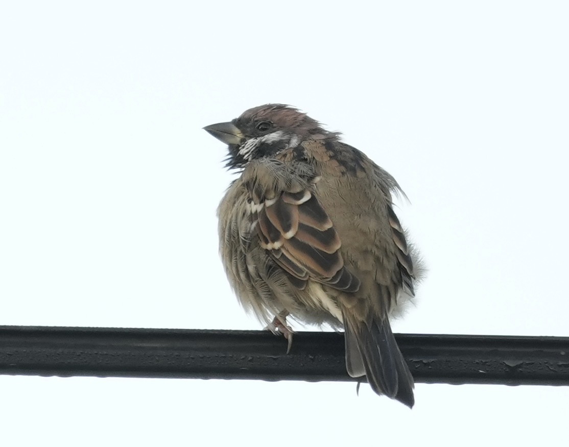 Eurasian Tree Sparrow - ML624089465