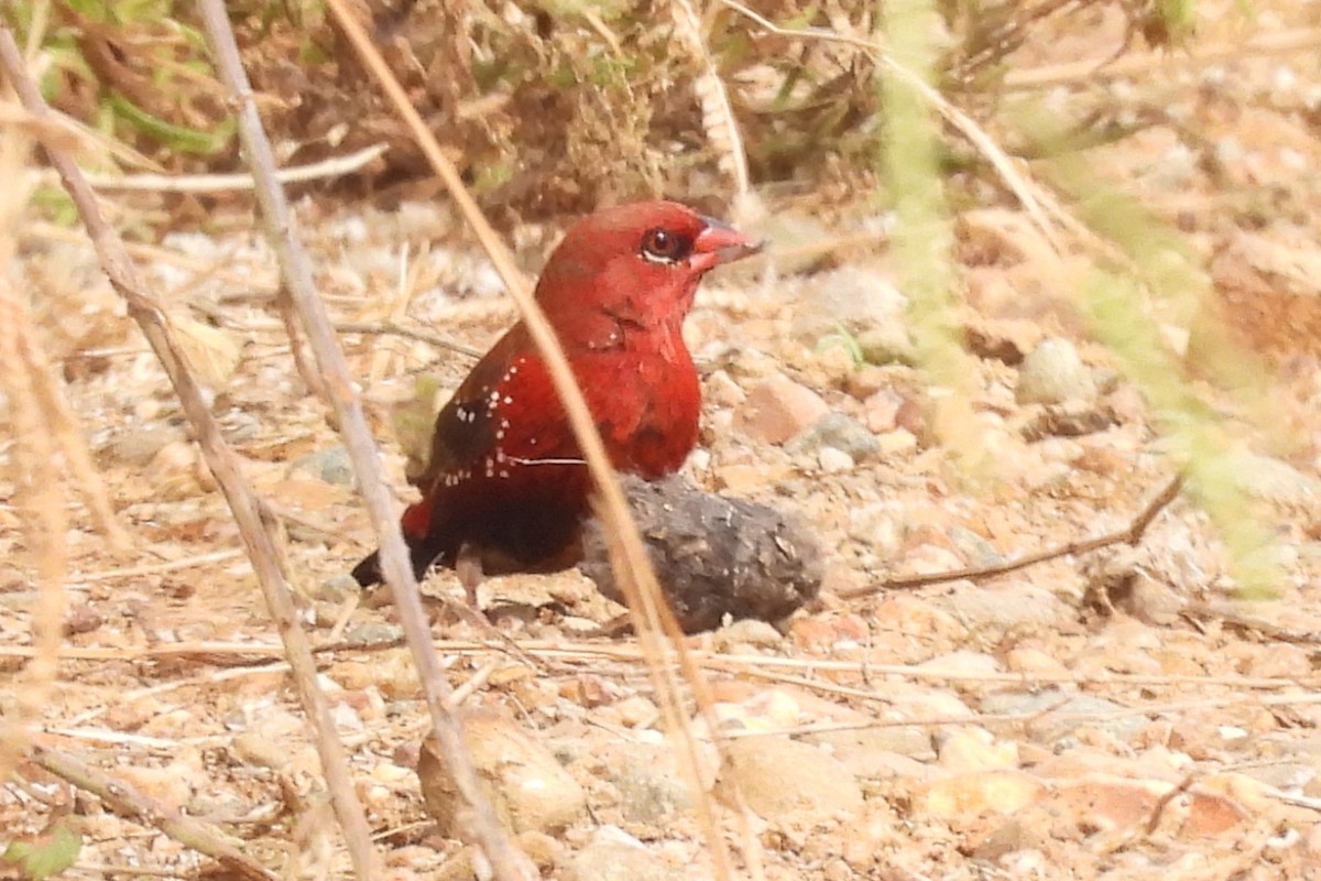 Bengali rouge - ML624089477