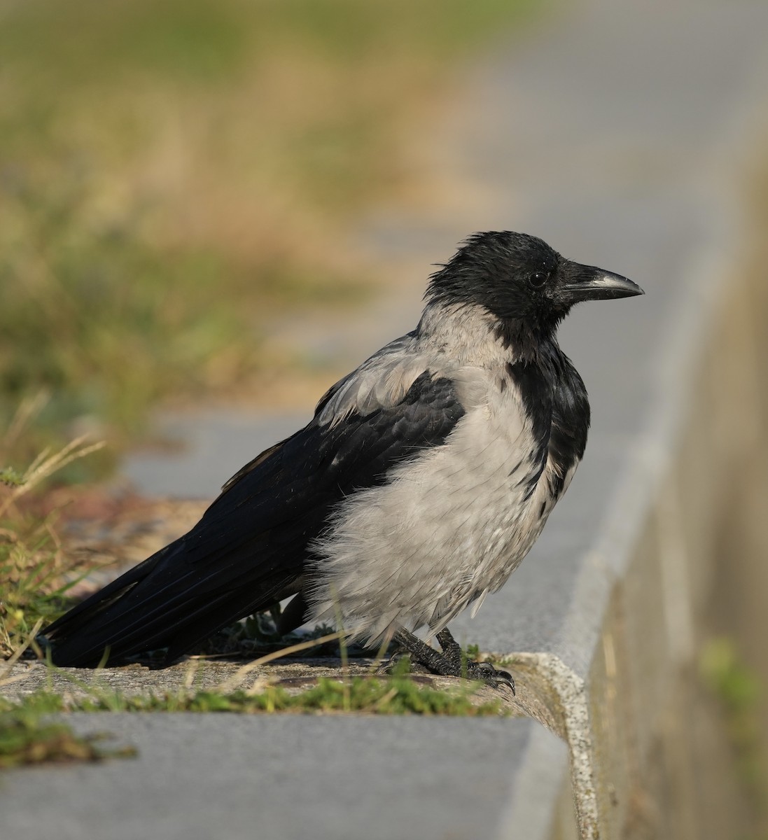 Hooded Crow - ML624089494