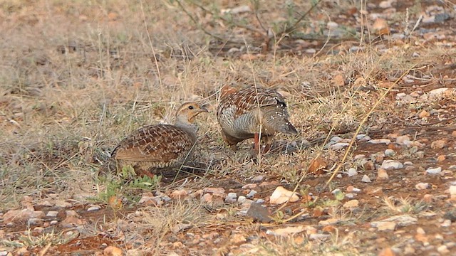 Gray Francolin - ML624089508