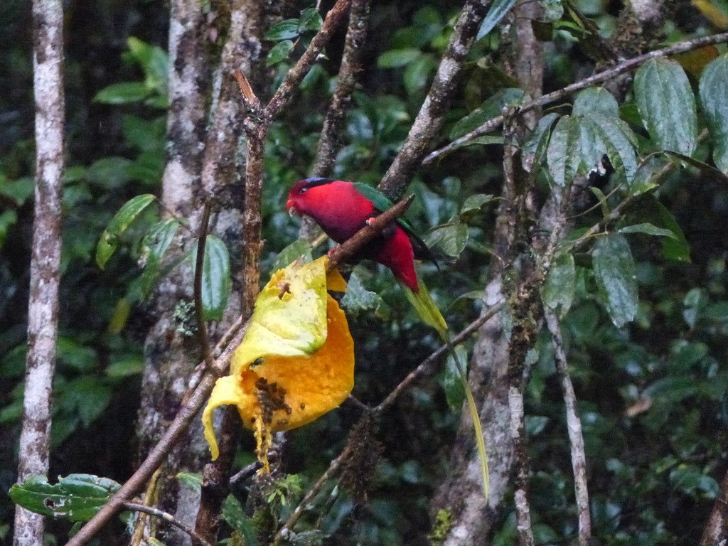 Stella's Lorikeet - ML624089511