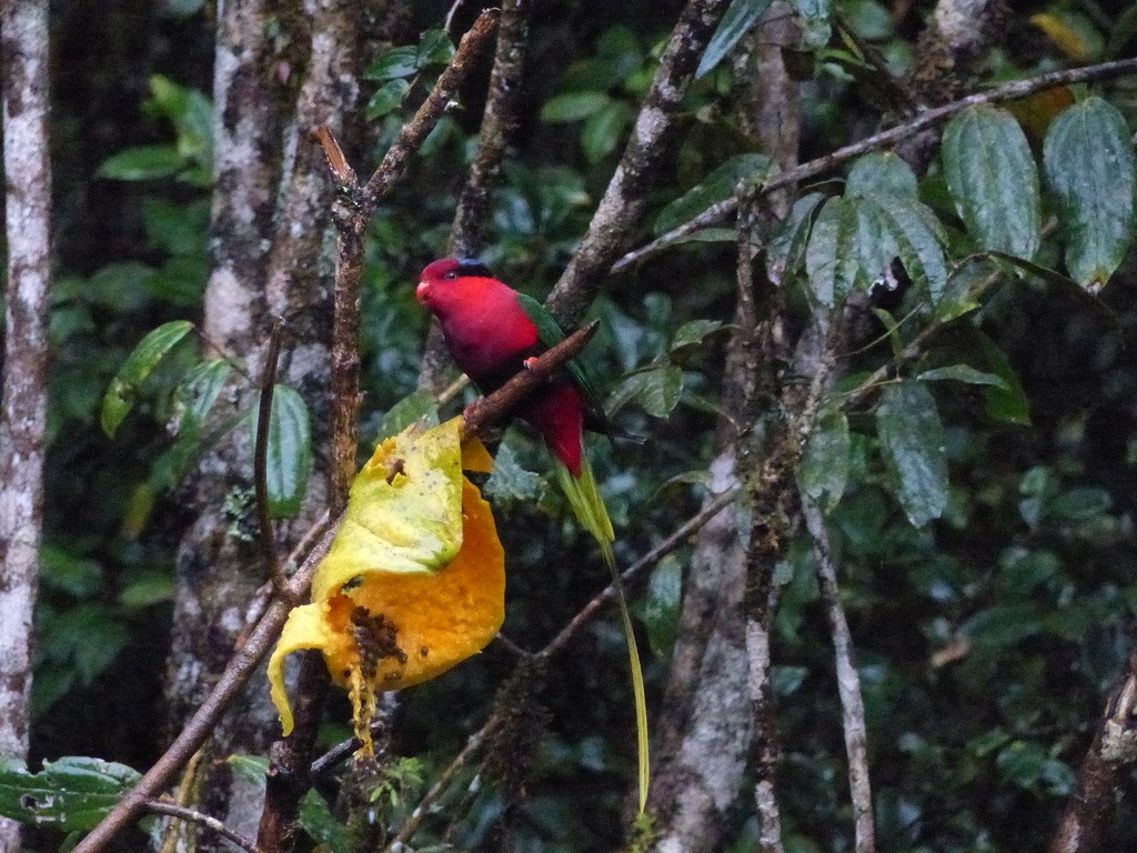 Stella's Lorikeet - ML624089512