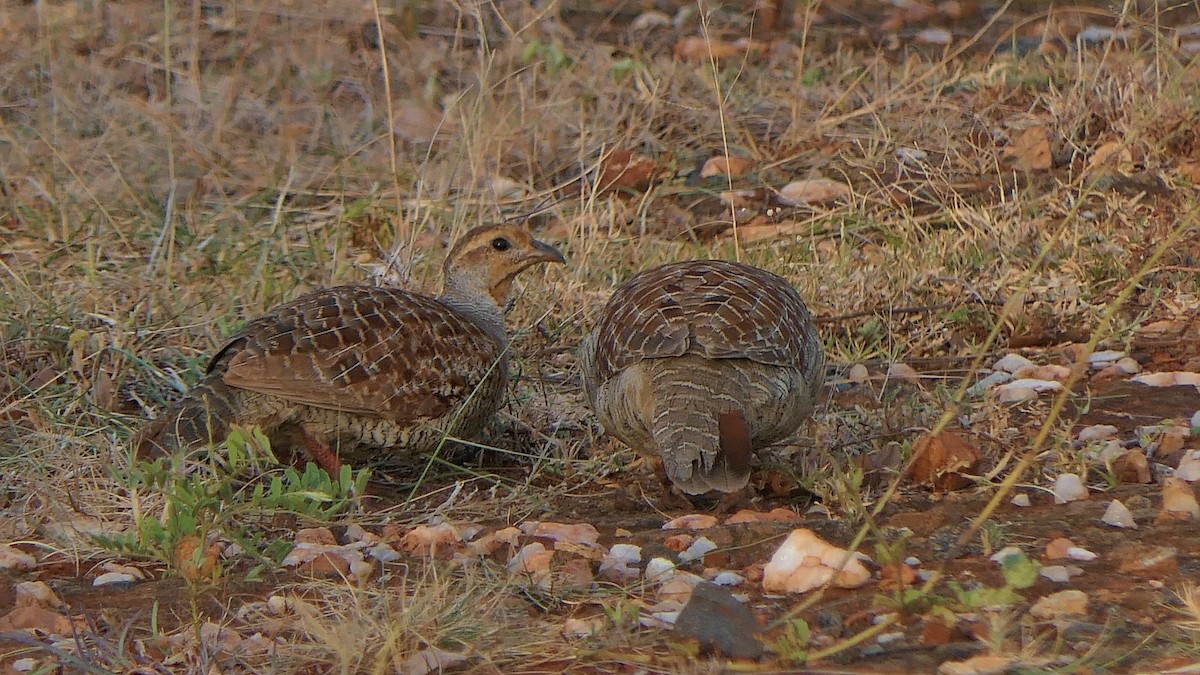 Gray Francolin - ML624089520