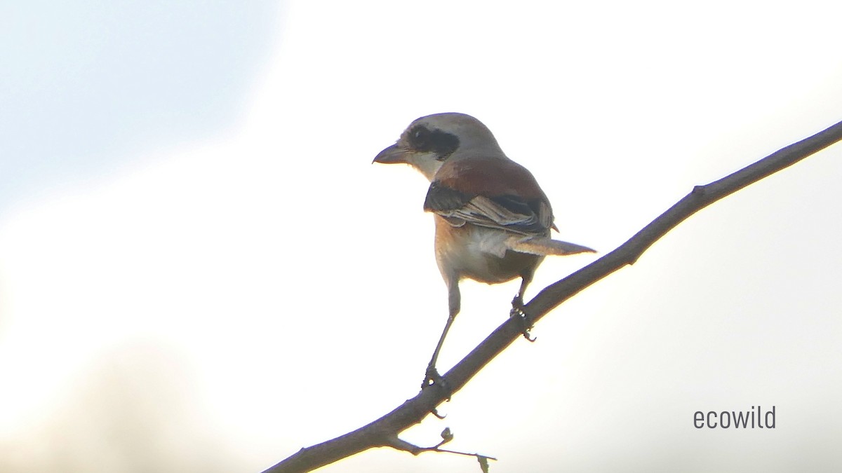 Bay-backed Shrike - ML624089530