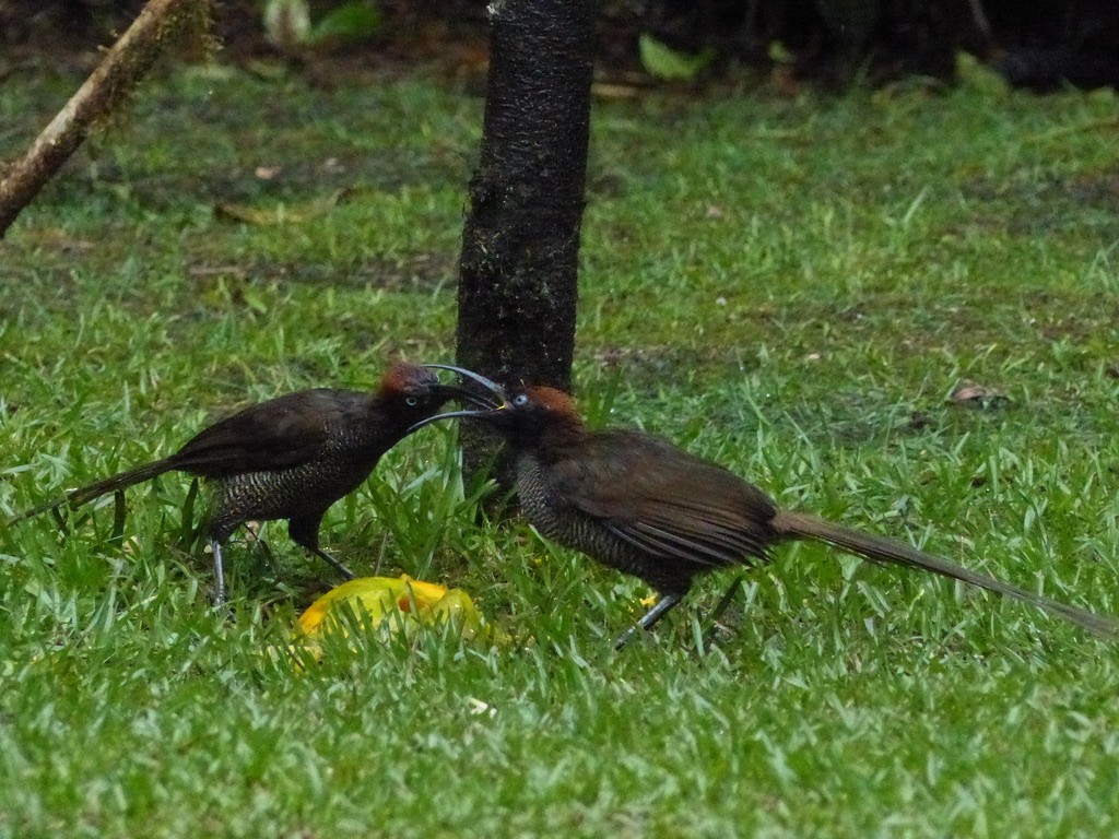 Brown Sicklebill - ML624089539