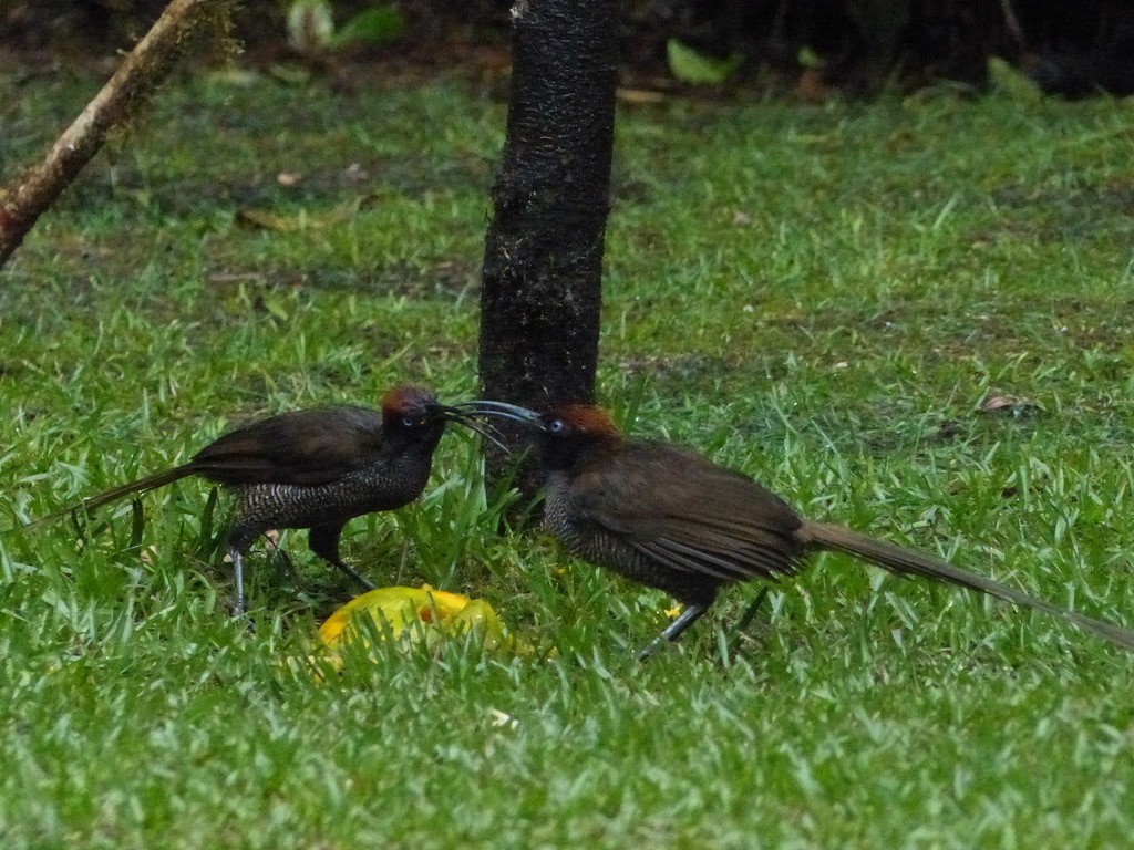 Brown Sicklebill - ML624089542