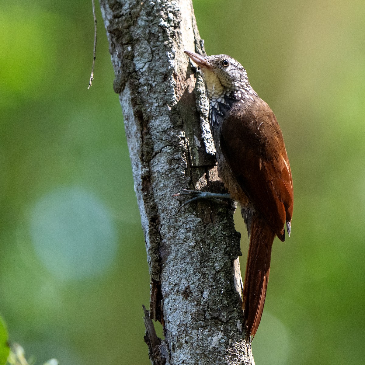 Straight-billed Woodcreeper - ML624089557