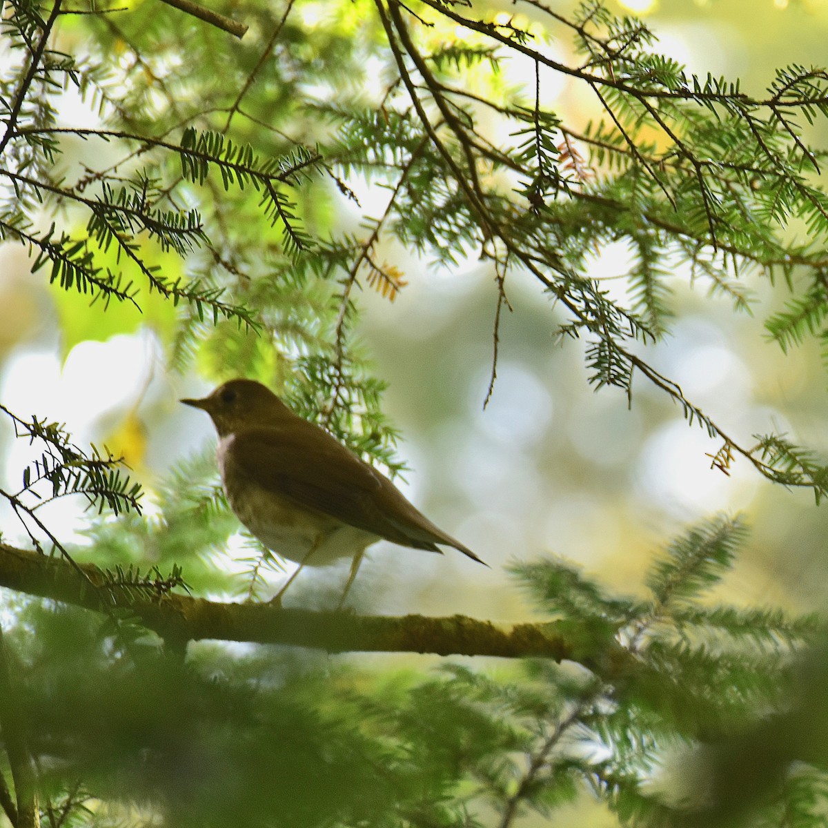 Swainson's Thrush - ML624089575