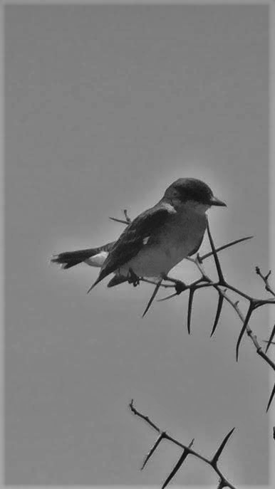 Eastern Kingbird - ML62408961