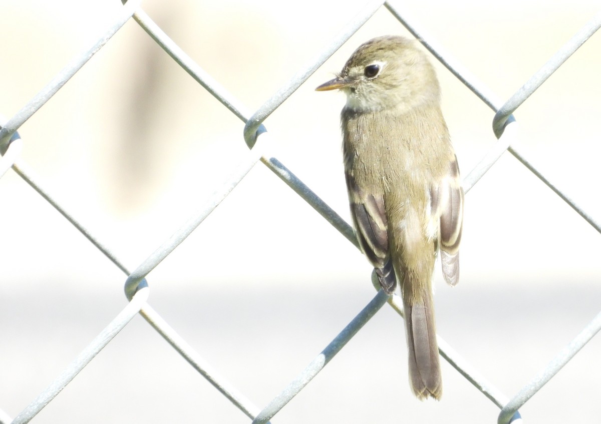 Empidonax sp. - ML624089611