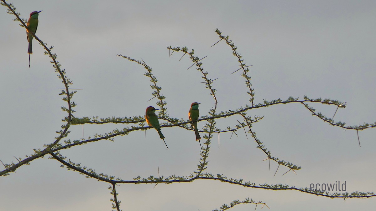 Asian Green Bee-eater - ML624089618