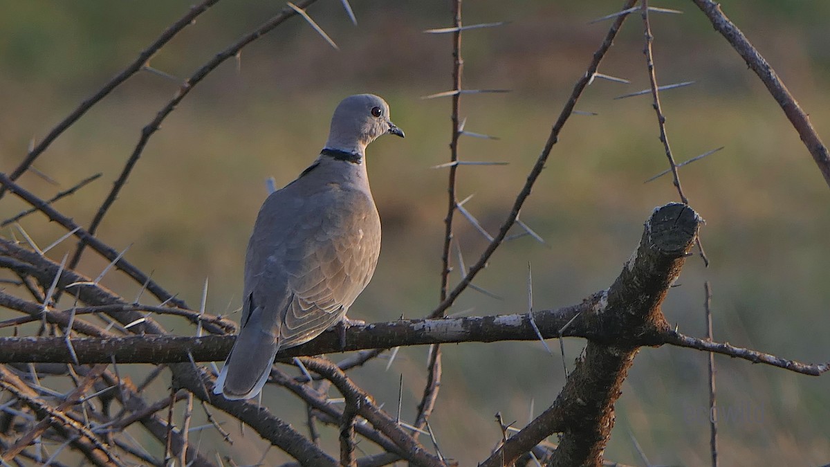 Eurasian Collared-Dove - ML624089625