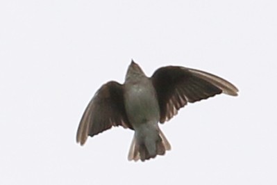 Northern Rough-winged Swallow - ML624089633