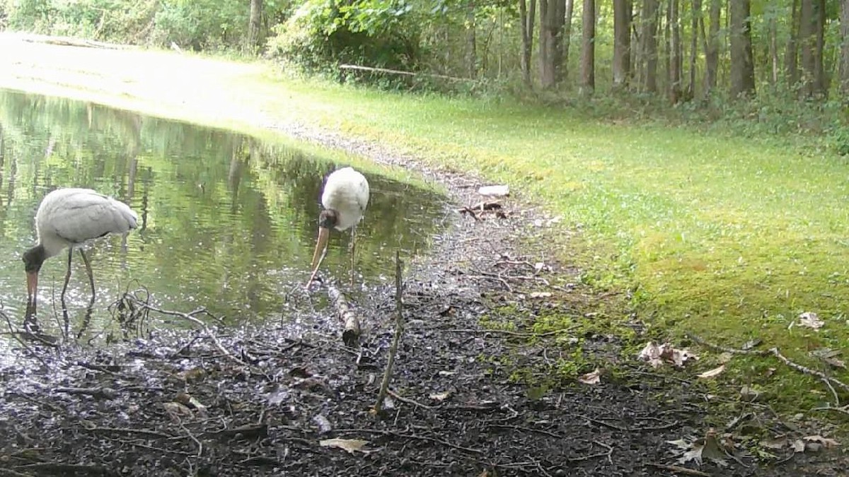 Wood Stork - ML624089635