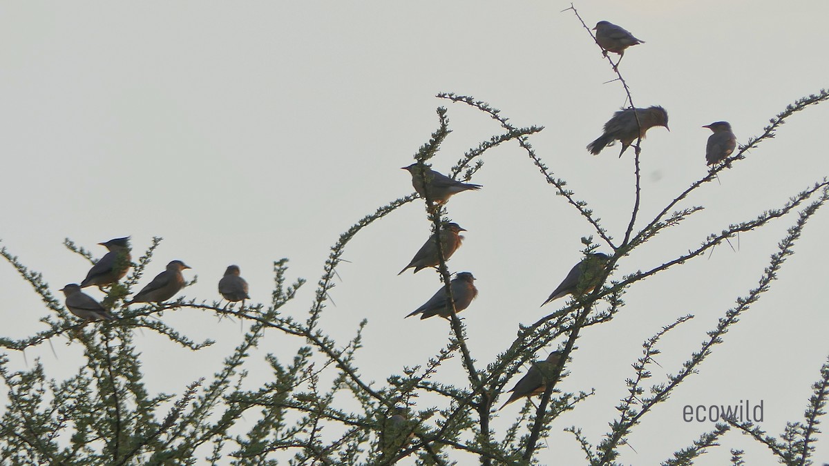 Brahminy Starling - ML624089648