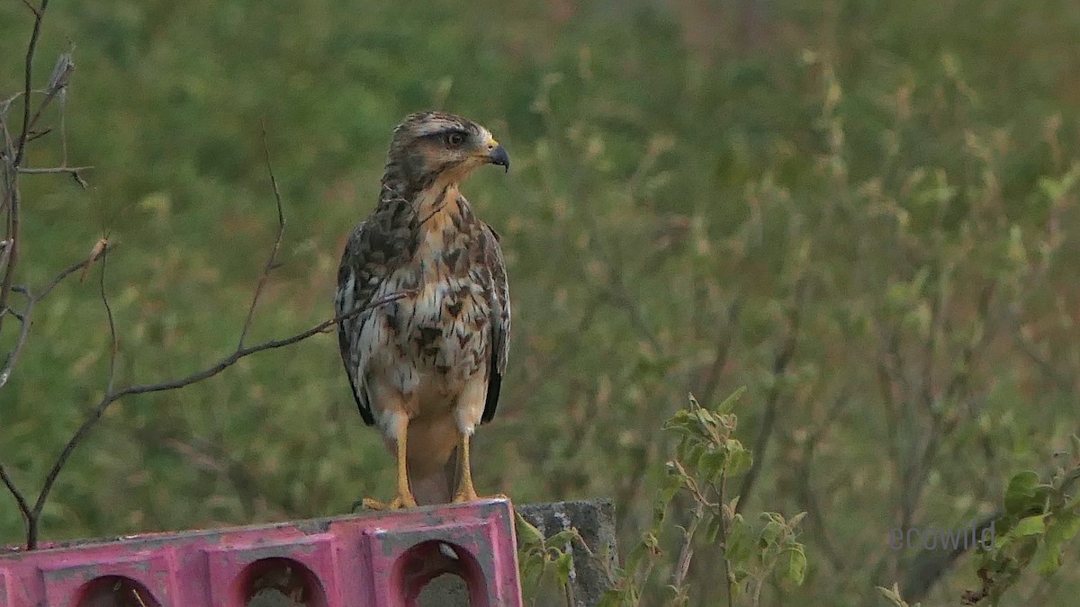 White-eyed Buzzard - ML624089659