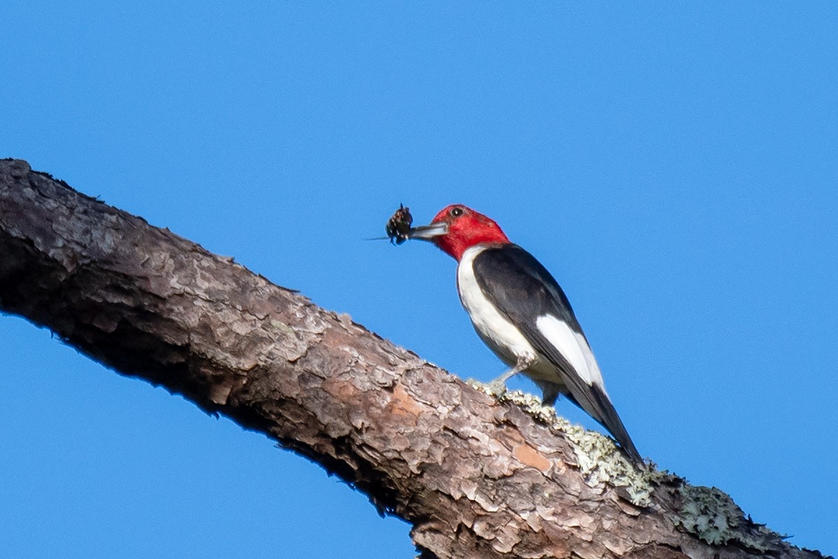 Red-headed Woodpecker - ML624089660