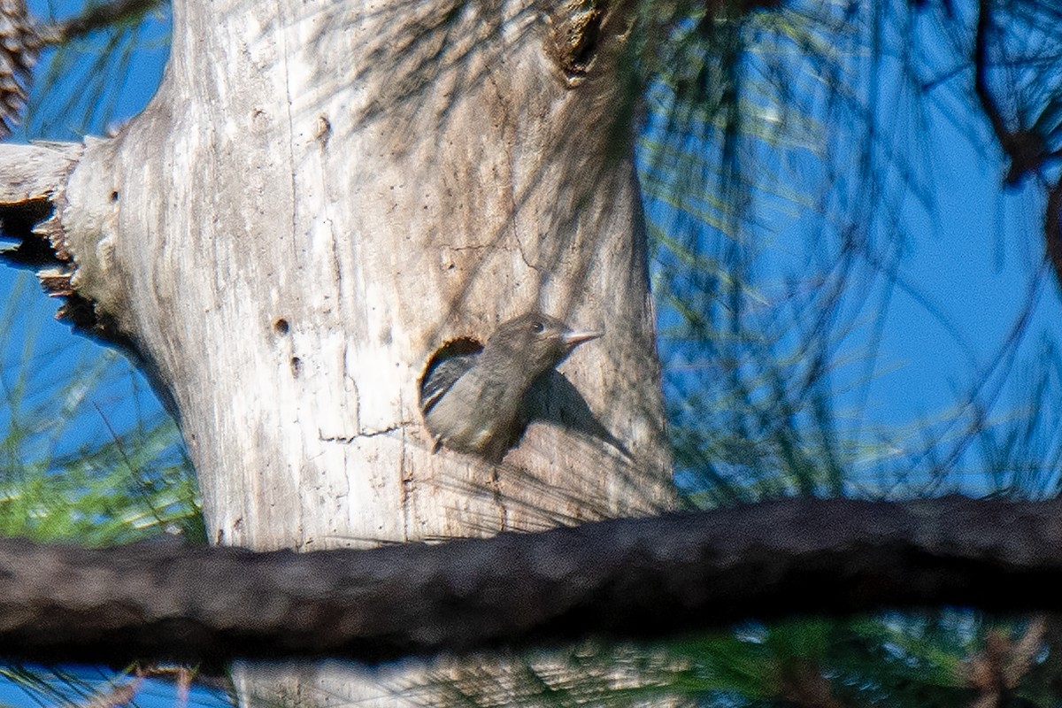 Red-headed Woodpecker - ML624089661