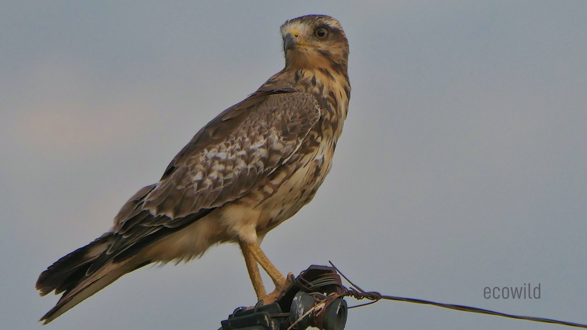 White-eyed Buzzard - ML624089685