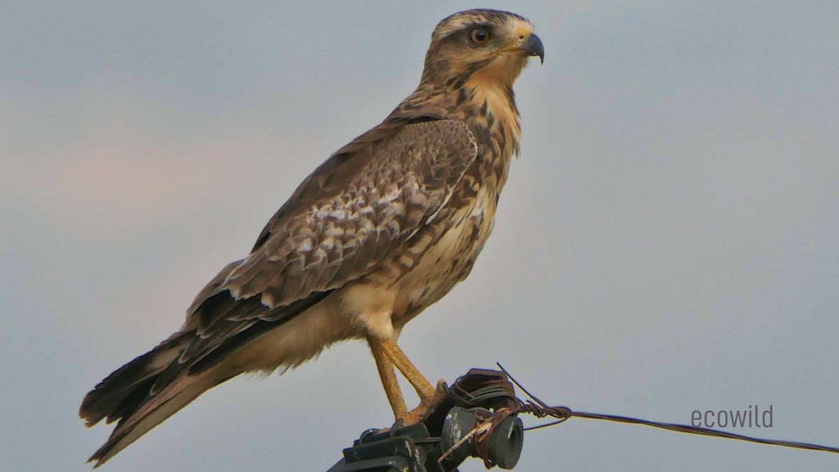 White-eyed Buzzard - Mohan Raj K.